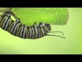Monarch Caterpillar Eating Breakfast