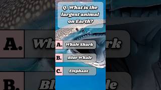 What is the largest animal on Earth?🐳 #quiz #usaquiz #funquiz #brainteaser #usafacts #shorts