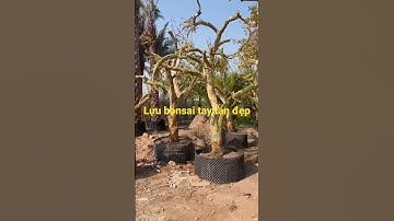 Lựu bonsai về 100 gốc tay tán đẹp // Lh 0843.58.1111