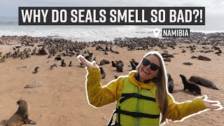 Kayaking with Seals, Looking for Reptiles, & Some Really Big Dunes - Activities in Swakopmund