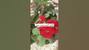 القرآن الكريم بصوت جميل #لايك #quran #ناصر_القطامي #خالد #mbc #خالد_الجليل #تفاعل