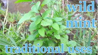 Wild mint: used by American Indians for food, medicine, & deodorizing