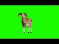 Green screen goat  animal green screen