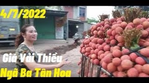 Cập Nhật Giá Vải Thiều Lục Ngạn Tại Ngã Ba Tân Hoa I Núi Đồi Lục Ngạn