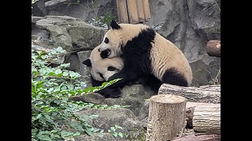 中国成都に行ってきたので、少しだけ（明日の突発の予告）