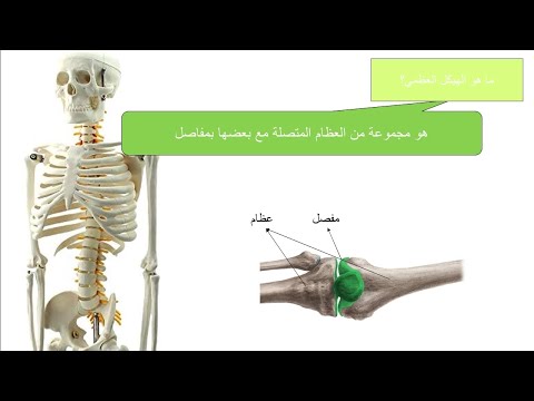 علوم تاسع شرح درس الهيكل العظمي لدى الإنسان للصف التاسع Funsciences