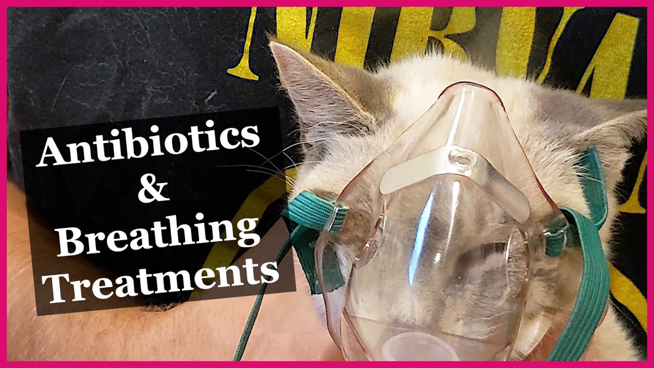 Kitten's Mystery Illness Day 3 Meds and a Nebulizer YouTube