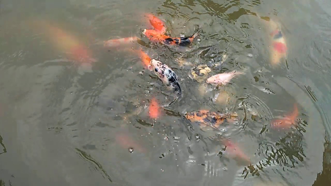 Budidaya ikan koi 