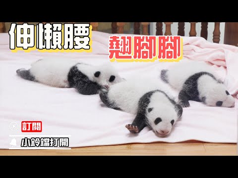 《熊貓早晚安》超幼齒！2022級新生熊貓可愛行為大賞 | iPanda熊貓頻道