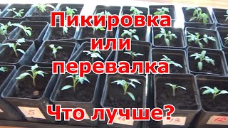 Перевалка (пересадка) рассады томатов подробно. Чем отличается перевалка от пикировки и что лучше?