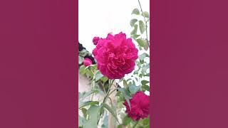 Bungaku kudengar panggilmu