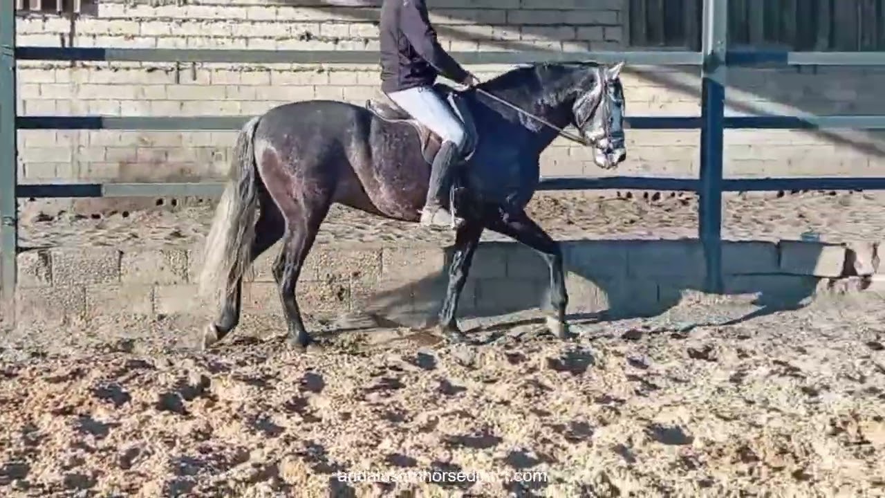 TORERO JV 20260222 www.andalusianhorsedirect.com #gelding #horse #spanish horse