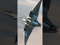 AeroFalcon: The Amazing Flying Eagle &amp; Falcon Robot! 🦅🚀 #shorts #viral #animalfusion #animalhybrid