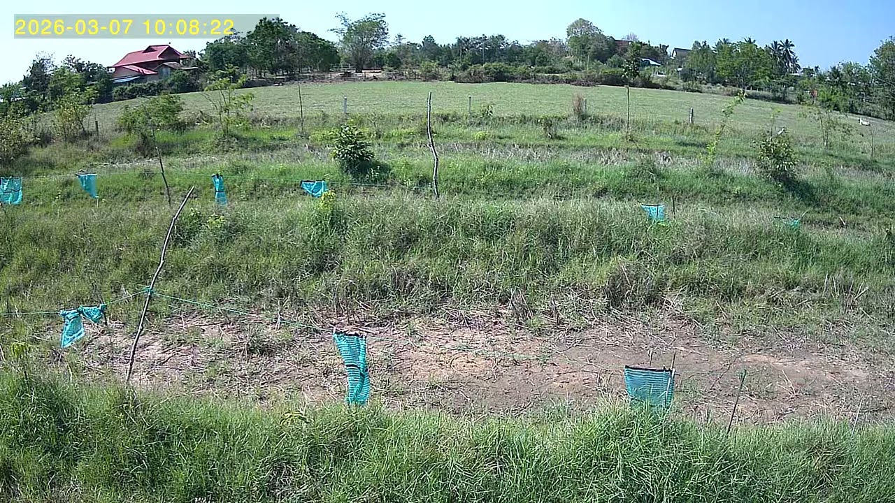 ท้องฟ้าแจ่มใสมาพร้อมแดดร้อนๆ แต่ท่านว่ามีนามีลุ้นฝนฤดูร้อนเรื่อยๆ สวนป่าUBox 2026 03 07 095936 3 137