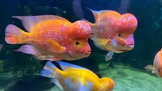 Port Blair Fish Aquarium Complete Tour | #fish #aquarium #tour #vlog #vlogs #vlogger #vlogging