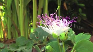 Download Lagu Time lapse of the opening of a Caper Flower - Capparis spinosa MP3
