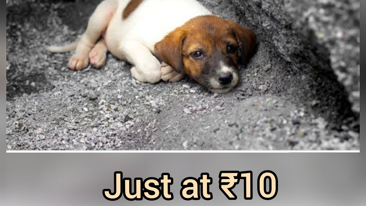 Healthy food for street puppies in winter just at ₹10
