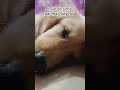 chalo bhaiya sone ka time ho gya#goldenretriever #viral #dog