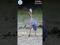animal video #trending #animals