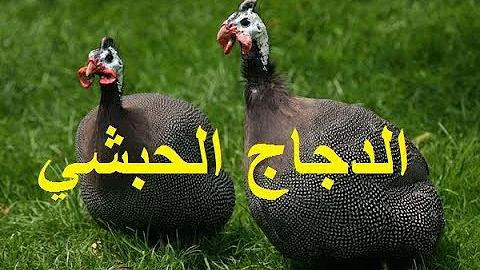 تحميل تحميل الدجاج الحبشي