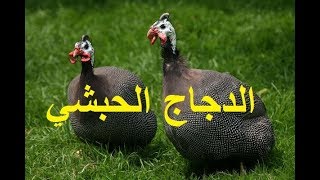 تربية دجاج غينيا (الحبش)وبعض المعلومات المهمة لمن أراد أن بدأ مشروع جديد