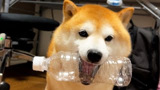 Legend Shibe feels empty that no one can fight on an equal footing and retires from bottle battles.