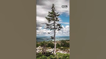 Top 6 loài cây cổ thụ có "tuổi thọ" cao nhất Trái Đất | Moli Discovery #shorts