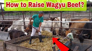 Wagyu Beef Farming in the Philippines | How to Raise Wagyu Beef?