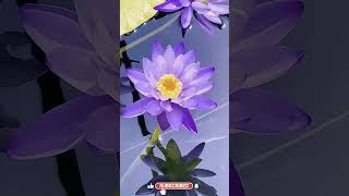 Lotus Flower Collection #Lotus #Flowers #For You#Should #Viralvideo #Youtubeshorts