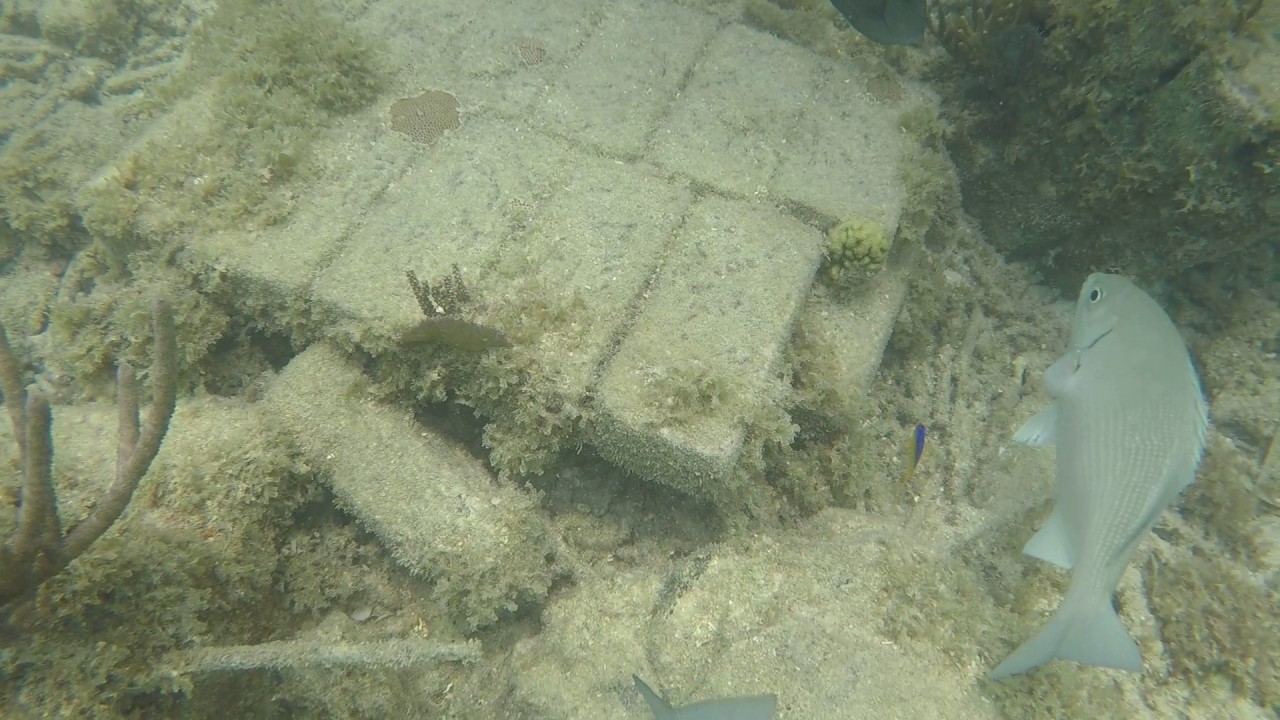 Snorkeling Dry Tortugas National Park via Yankee Freedom III