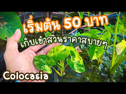 Thai IQ plus 50บาทซื้ออะไรได้บ้าง โคโลคาเซีย Colocasia 