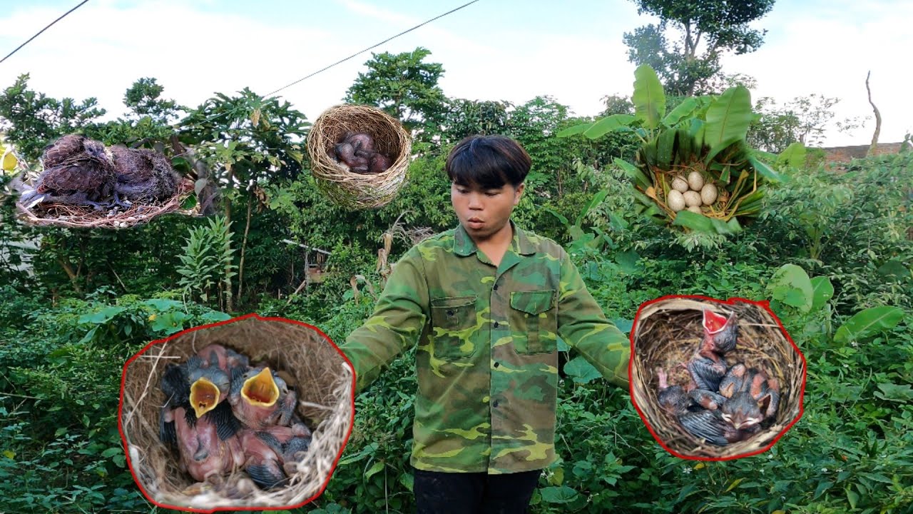 Thăm 8 Tổ Chim Thấy Ở Rừng Gặp Hàng Khủng | @dantoctaybactv2994