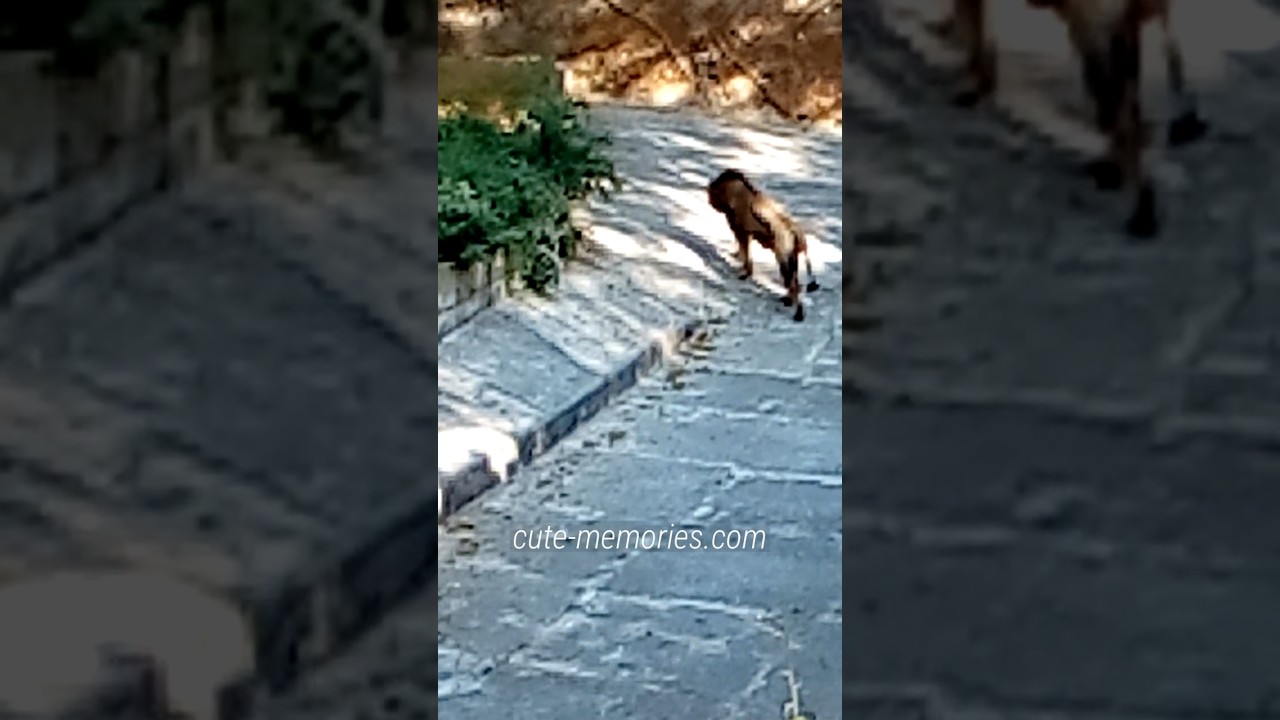 Delhi Zoo Lion Part Three | #lion #delhizoo #delhizoologicalpark  #wildlife
