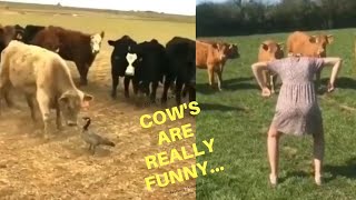 Try Not To Laugh | Funny Cow Compilation | 6CLIPS