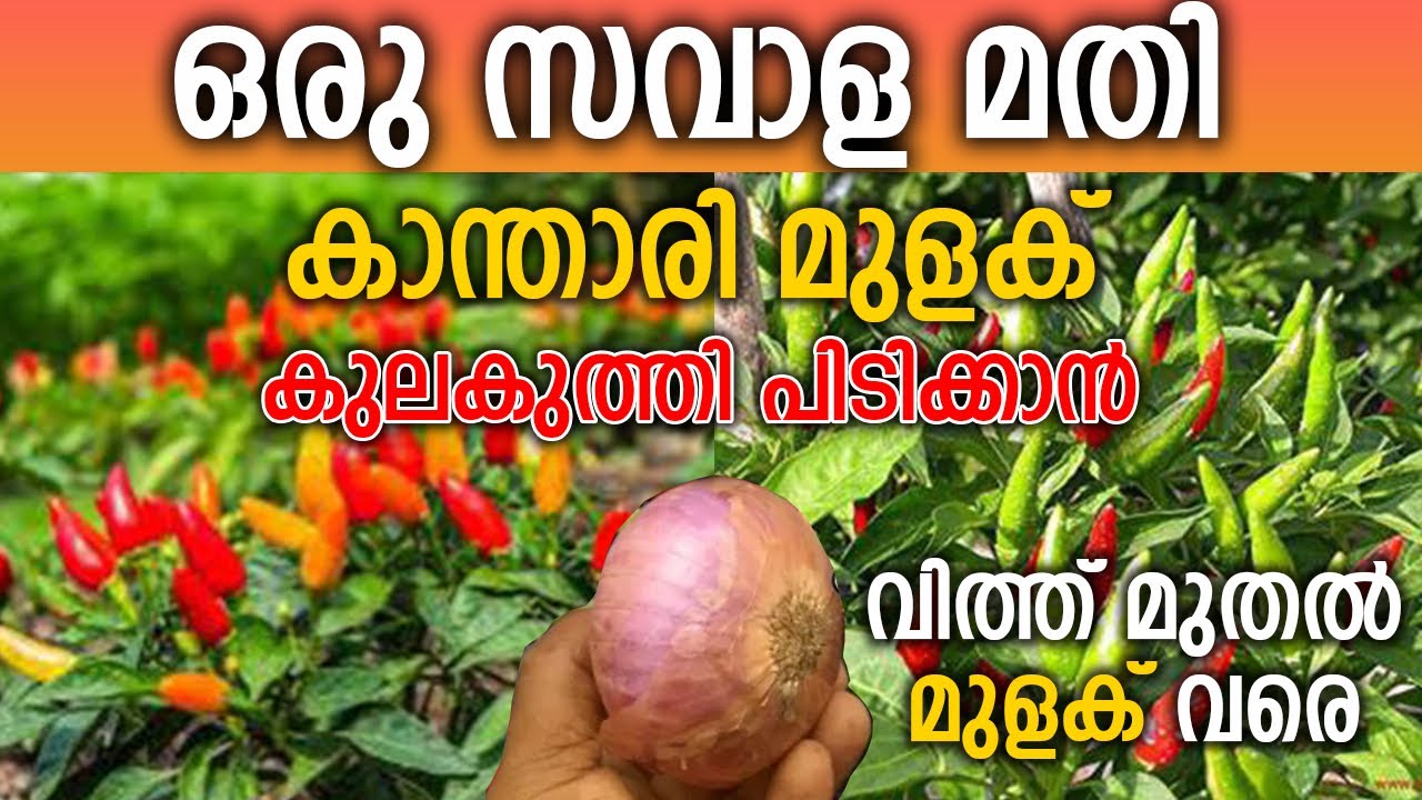 കാന്താരി മുളക് കാട് പോലെ വളരാൻ ഒരു സവാള മതി | Kanthari mulaku krishi മലയാളം | Pachamulaku krishi