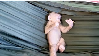 Mother dressing diaper for Baby monkey Miker and sleep with him