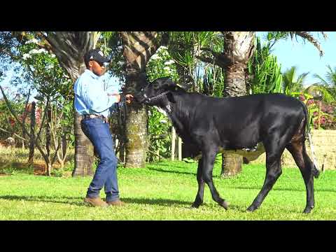 LOTE 79 1930 CU