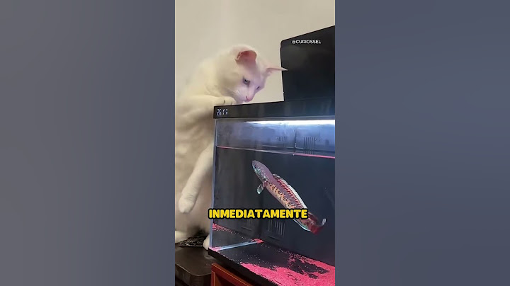 ¡Gato confiado intenta atrapar pez y se lleva gran sorpresa!