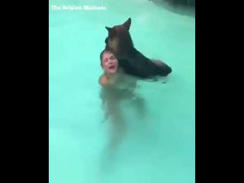 dog-saved-girl-life-/-swimmer-dog