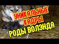 Роды волэнда Воли. Гибрид волка и лайки рожает щенка.