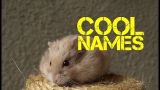 Male Hamster Names Beginning With Q
