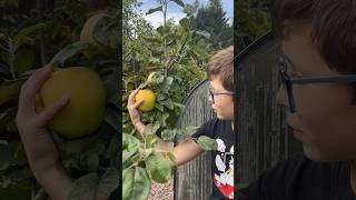 Яблоки в нашем саду!! Я достал с расстояния 3 м!! #рекомендации #Kolyas￼￼￼￼