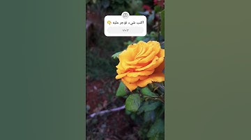 اكتب شيء تؤجر عليه 👇💚 | قرآن كريم بصوت الشيخ ياسر الدوسري 💚🎧
