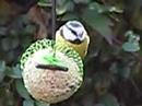 Birds of Britain UK ~ Bluetit on Fatball "simbird" video photo and info