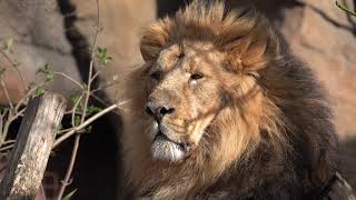 Lion relaxing in sunshine - 4k by FurLinedUK 115 views 4 years ago 24 seconds