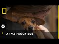 Schlechte Nachrichten für Peggy Sue | Die Yukon-Tierärztin