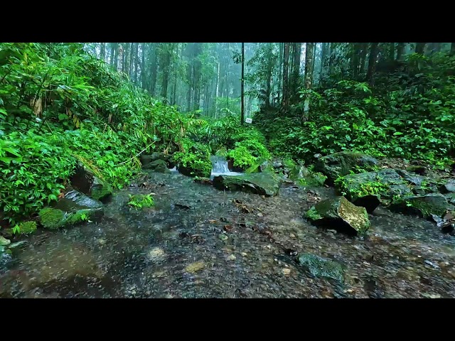 Rainforest Jungle Sounds │ Soothing Rain Ambience for Calm & Focus 🌧️🌿