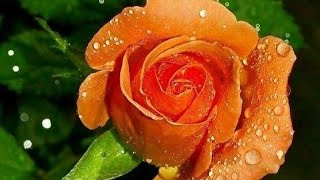 Beautiful rose photo slide show with nice music#slideshow #flower#rose #relaxing#beautiful