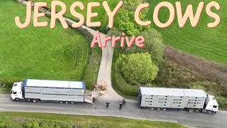 JERSEYS ARRIVE THE ADVENTURE BEGINS! I am a dairy farmer ‍