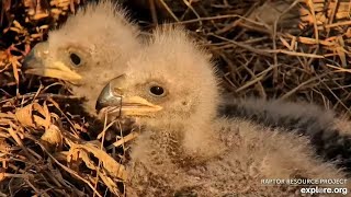 DNF, Mr  North and their treasures Explore Live Nature Cams Decorah Eagles - North Nest